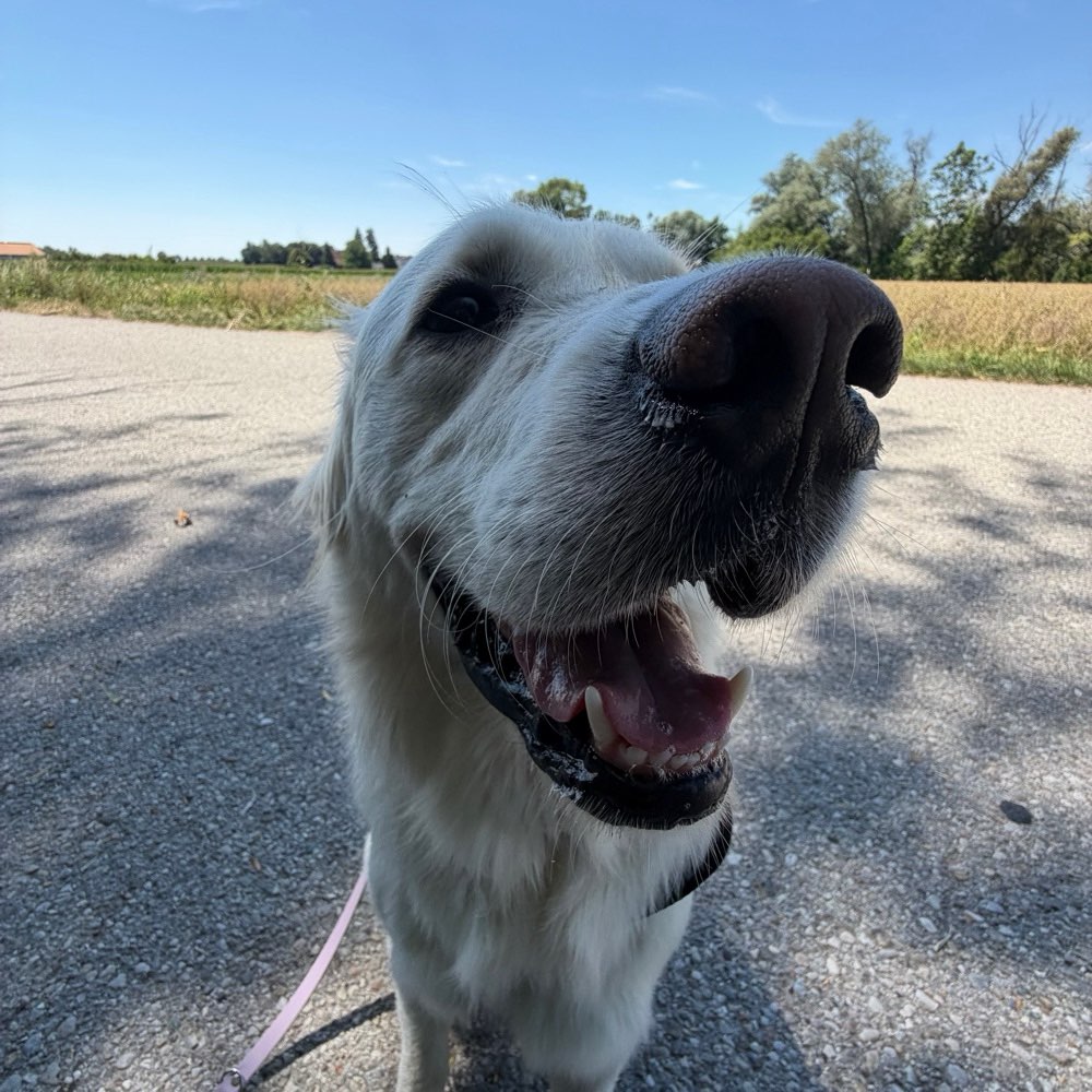Hundetreffen-Trainingspartner/Social Walks gesucht-Profilbild