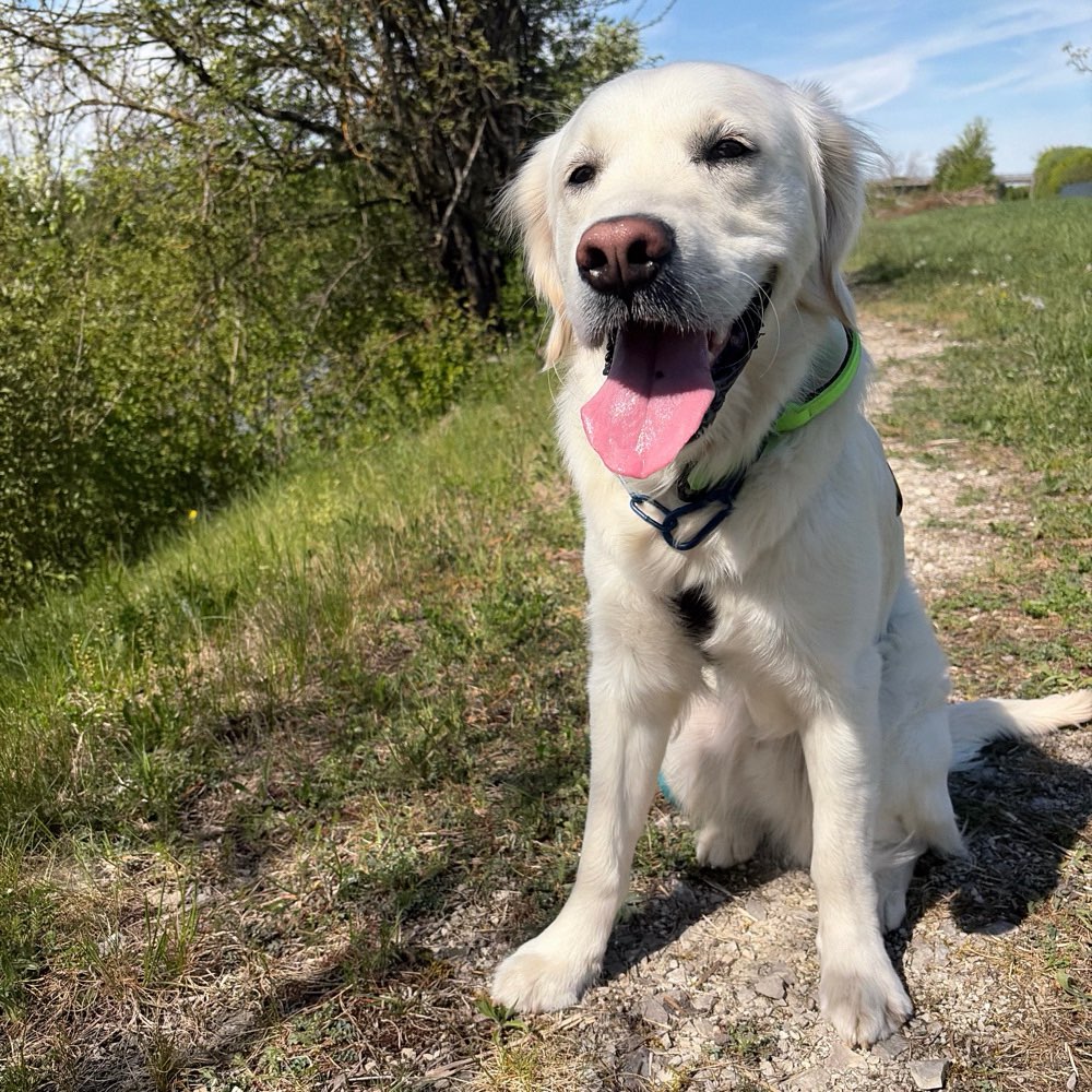 Hundetreffen-Trainingspartner/Social Walks gesucht-Profilbild