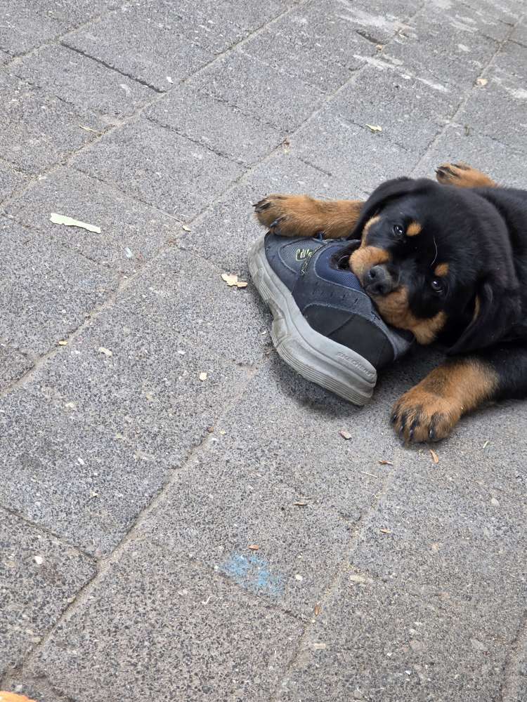 Hundetreffen-Welpentreffen/Junghund-Profilbild
