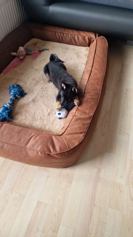 Hundetreffen-Welpentreff-Profilbild