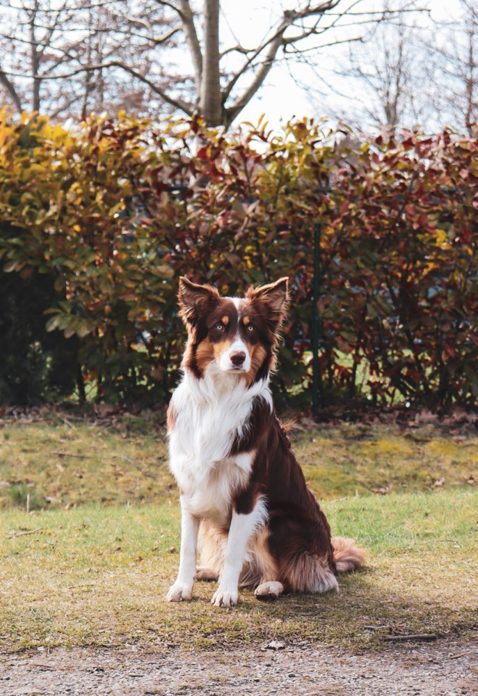 Suchmeldung-Leo-Profilbild
