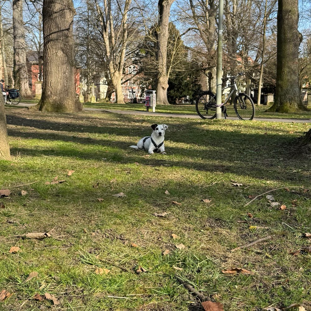 Hundetreffen-Spieltreffen im Park-Profilbild