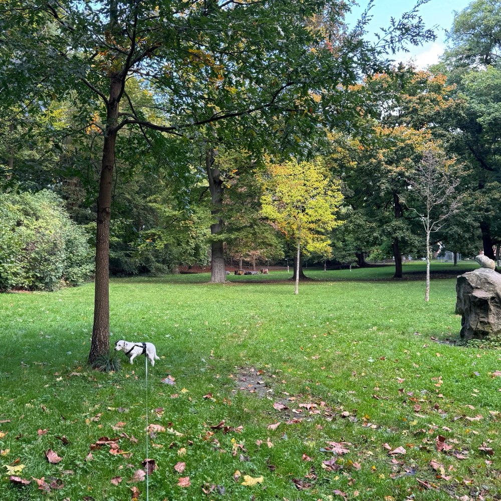 Hundetreffen-Spieltreffen im Park-Profilbild