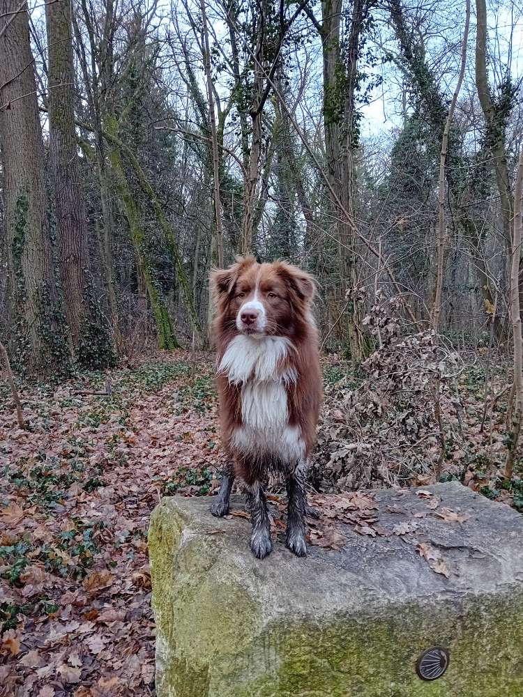 Hundetreffen-Social Walk oder Training-Profilbild