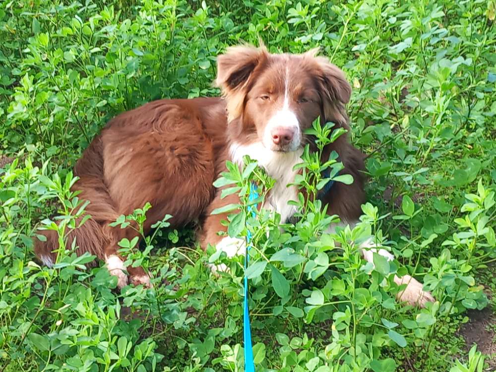 Hundetreffen-Spiele-, Trainingstreffen oder Social Walk-Profilbild