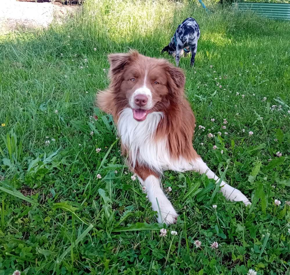 Hundetreffen-Social Walk oder ähnliches-Profilbild