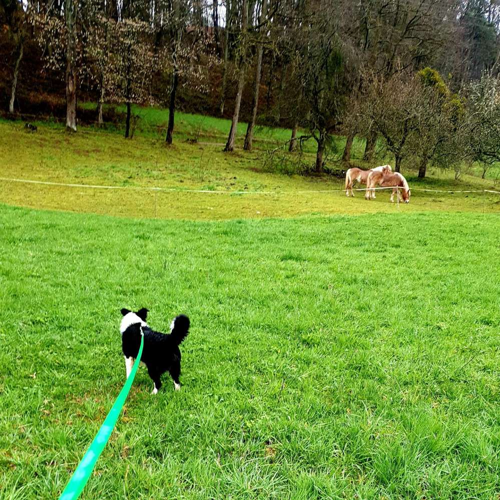 Hundetreffen-Soziale Kontakte für Junghunde im Bereich 66701-Profilbild