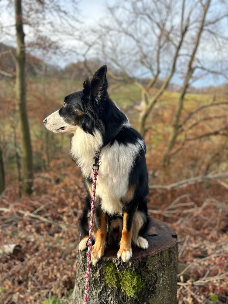 Hundetreffen-Social Treffen-Profilbild