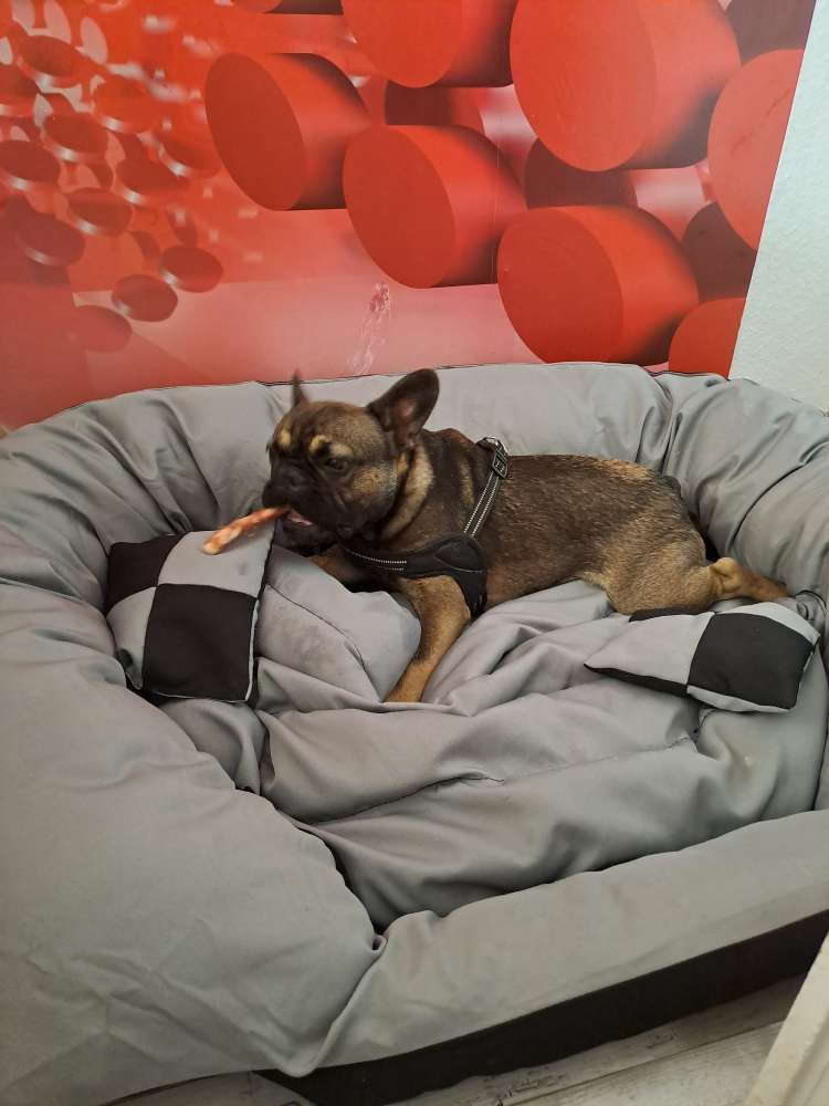 Giftköder-Giftköder gefressen-Profilbild