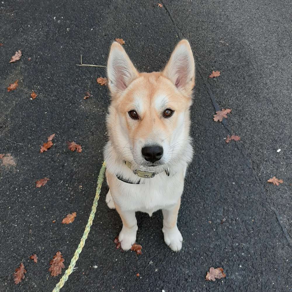 Hundetreffen-Spiel- und Gassigeh Freunde gesucht🥰-Profilbild