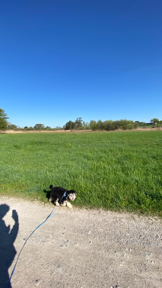 Hundetreffen-🐶 Welpen treffen Greiffensee 🌲-Profilbild