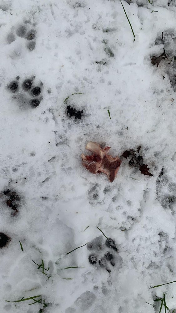 Giftköder-Giftköder-Profilbild