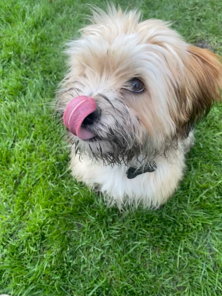 Hundetreffen-Gassirunden Do-Brechten Grävingholz Sozialwalk-Profilbild