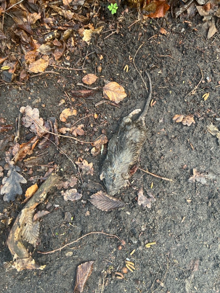 Giftköder-Tierkadaver-Profilbild