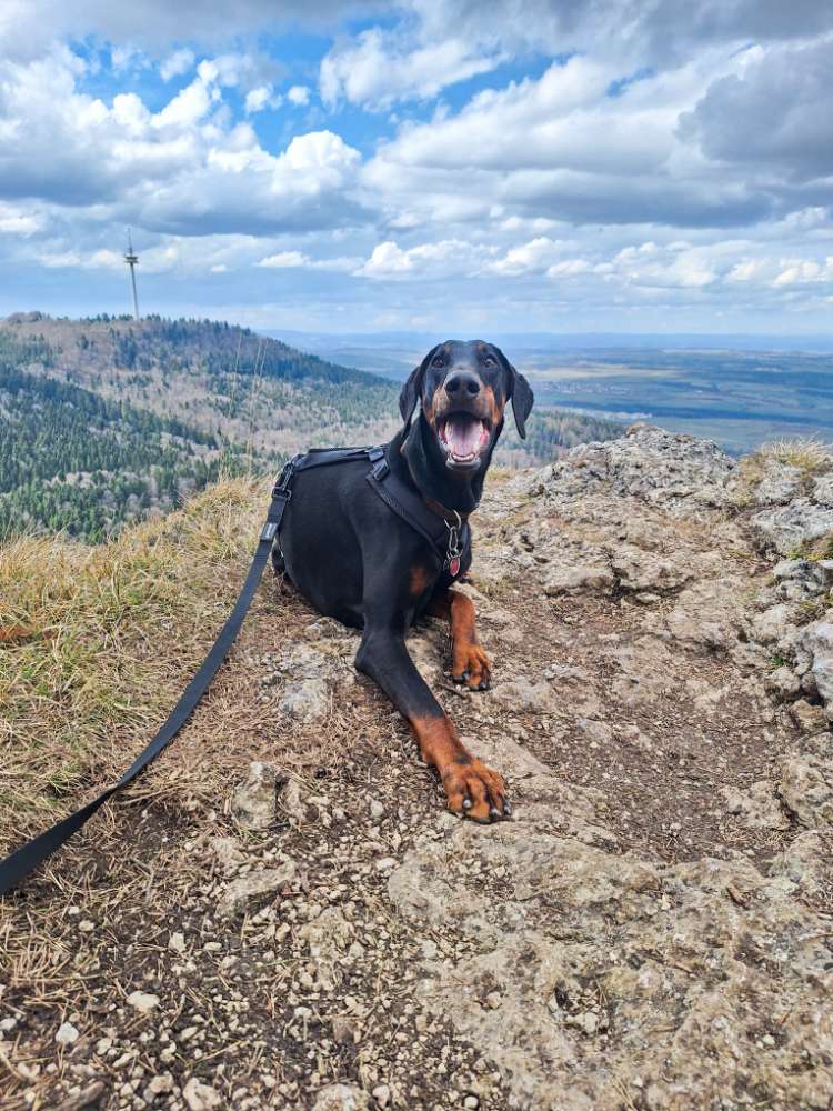 Hundetreffen-Hundefreunde/Spaziergänge-Profilbild