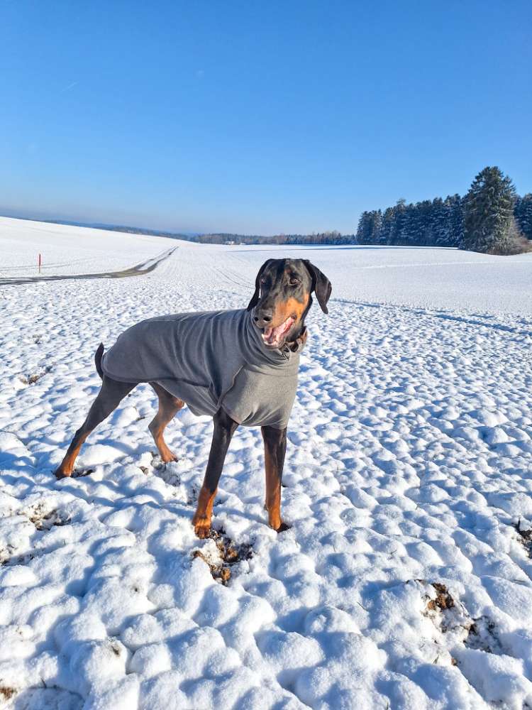 Hundetreffen-Begegnungstraining/Hundebegegnungen-Profilbild