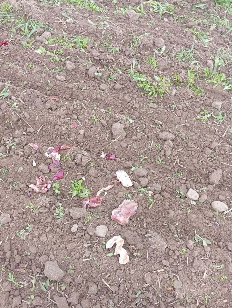 Giftköder-Giftköder und Scherben-Profilbild