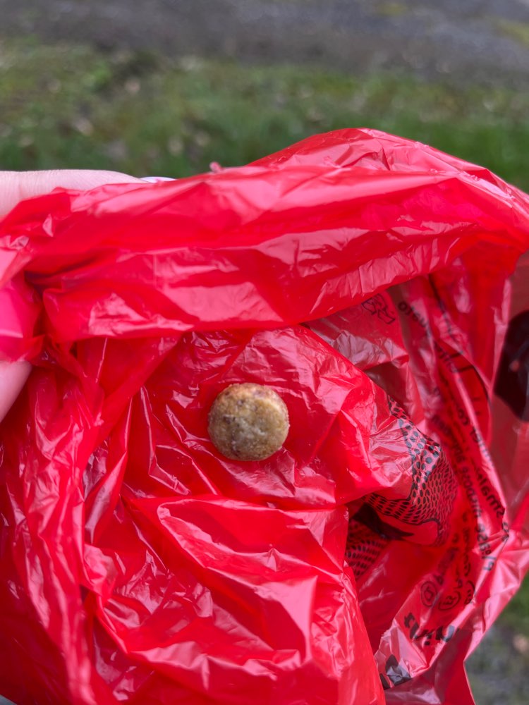 Giftköder-Ausgelegte Leckerlie-Profilbild