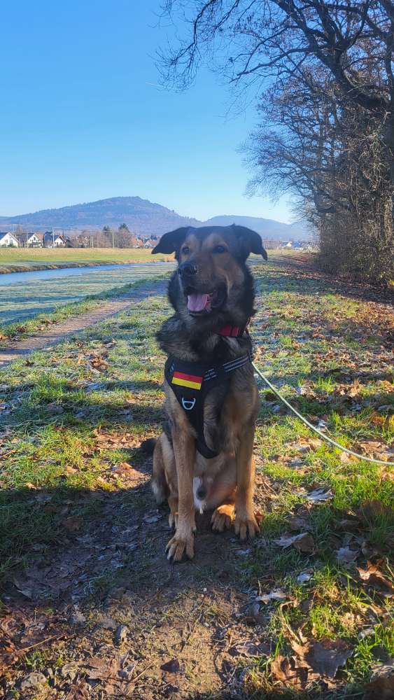 Hundetreffen-Chaco sucht Buddies-Profilbild