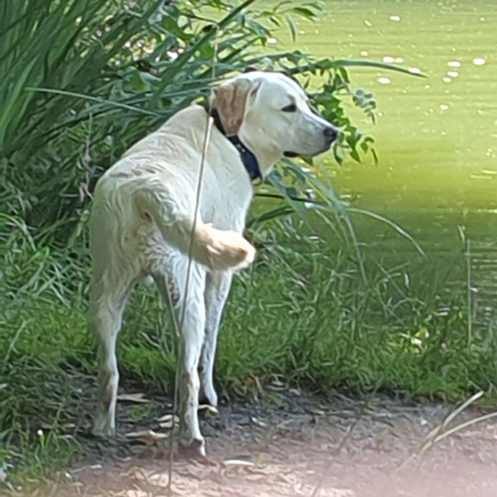 Hundetreffen-Junghunde-Profilbild