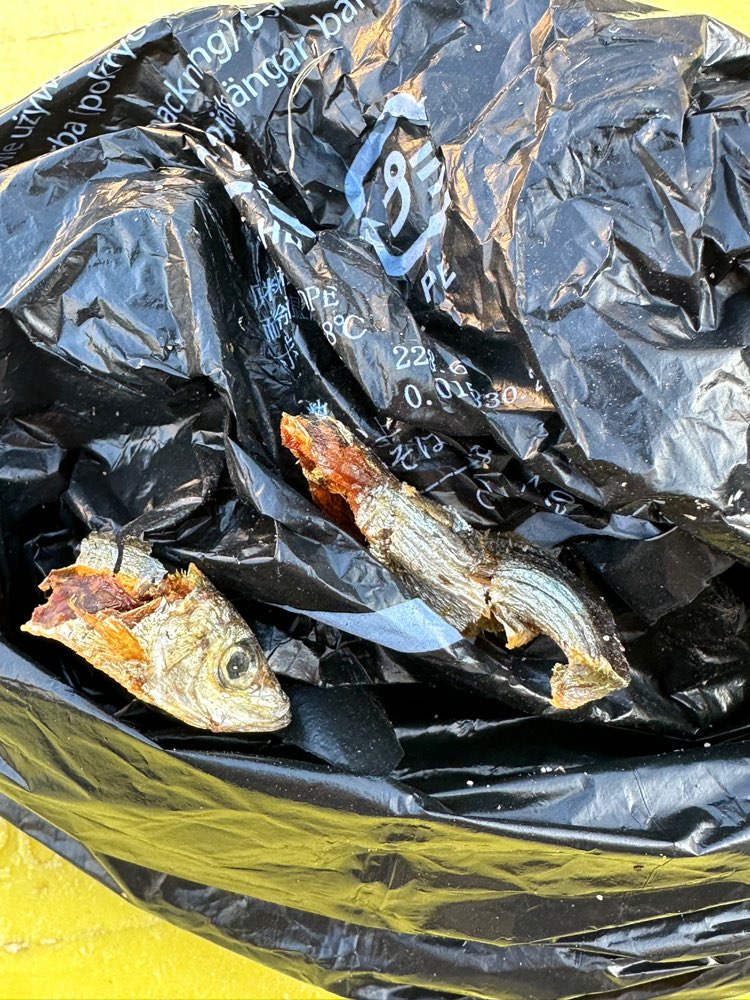 Giftköder-Getrocknete Fische-Profilbild