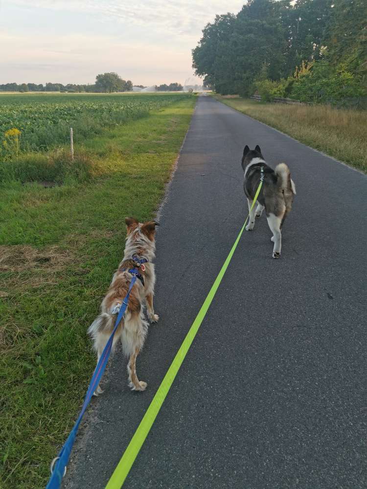 Hundetreffen-Naya auf der Suche nach Freunden-Profilbild