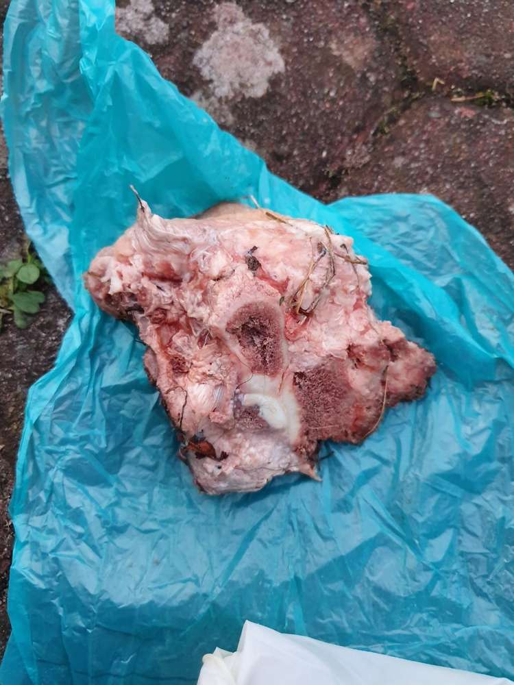 Giftköder-Riesiges rohes Stück Fleisch-Profilbild