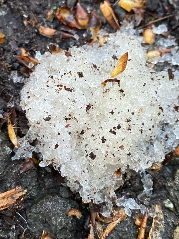 Giftköder-Geleeartige Körnchen-Profilbild