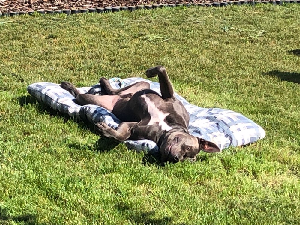 Hundetreffen-Spieltreffen in Großwallstadt-Profilbild