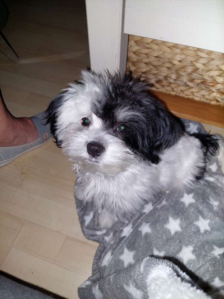 Hundetreffen-Ängstlicher kleiner Kerl such jemanden zum Gassi treffen-Profilbild