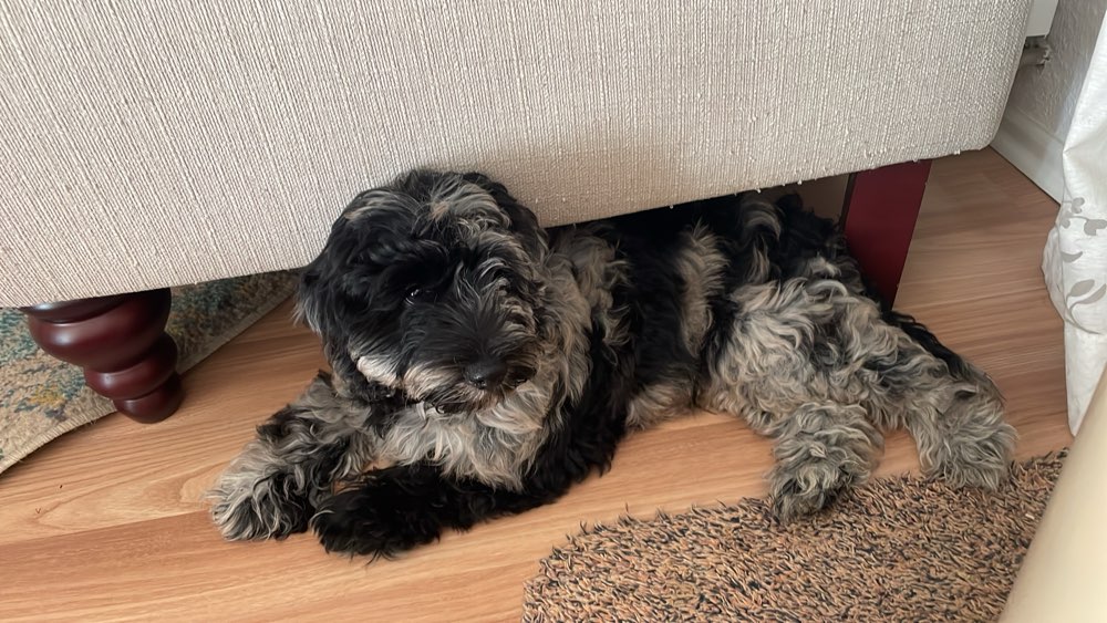 Hundetreffen-Welpentreffen in Rinteln-Profilbild