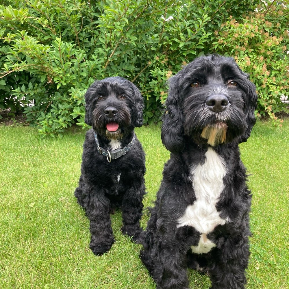 Hundetreffen-Treffen auf der Hundewiese in Memmingen-Profilbild