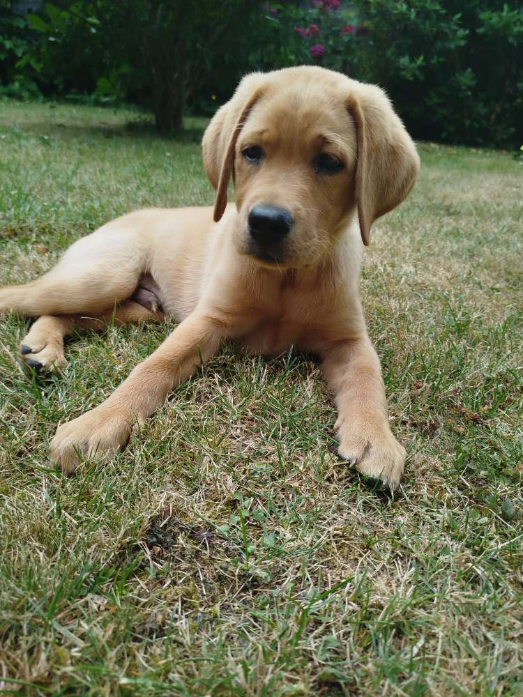 Hundetreffen-Welpen zum gemeinsamen Spielen gesucht-Profilbild