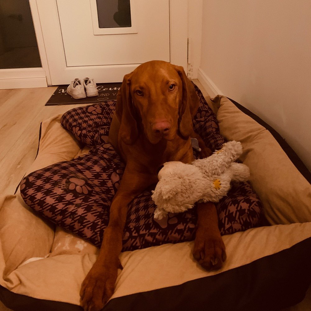 Hundetreffen-Spielfreund gesucht 🐶🤍🐾-Profilbild