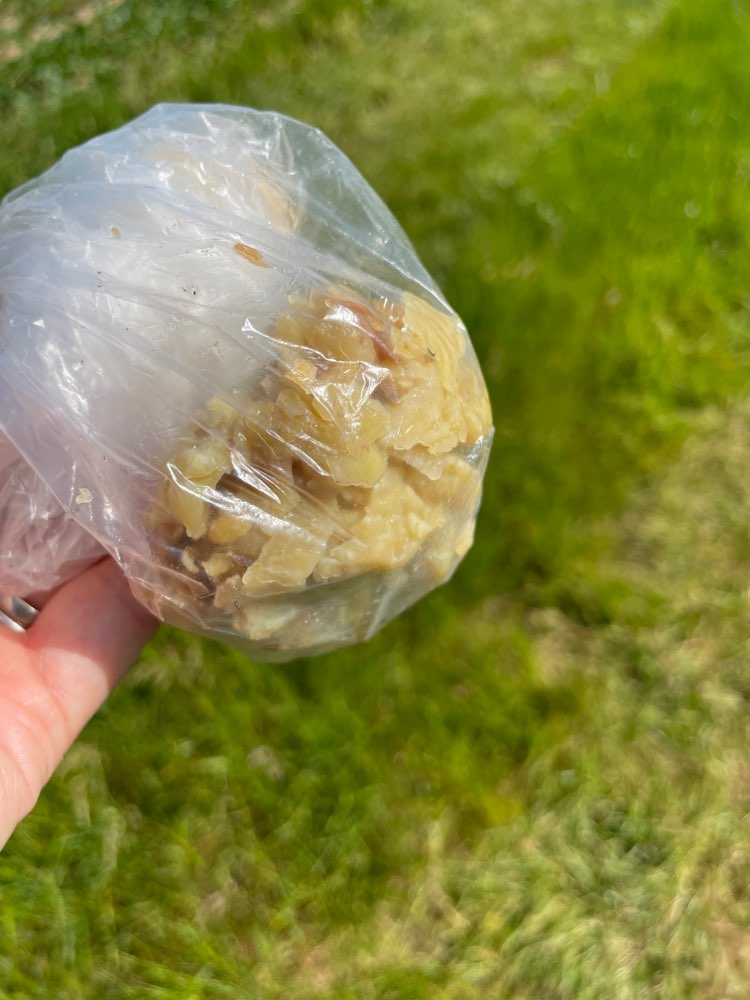 Giftköder-Seltsam aussehendes Essbares-Profilbild