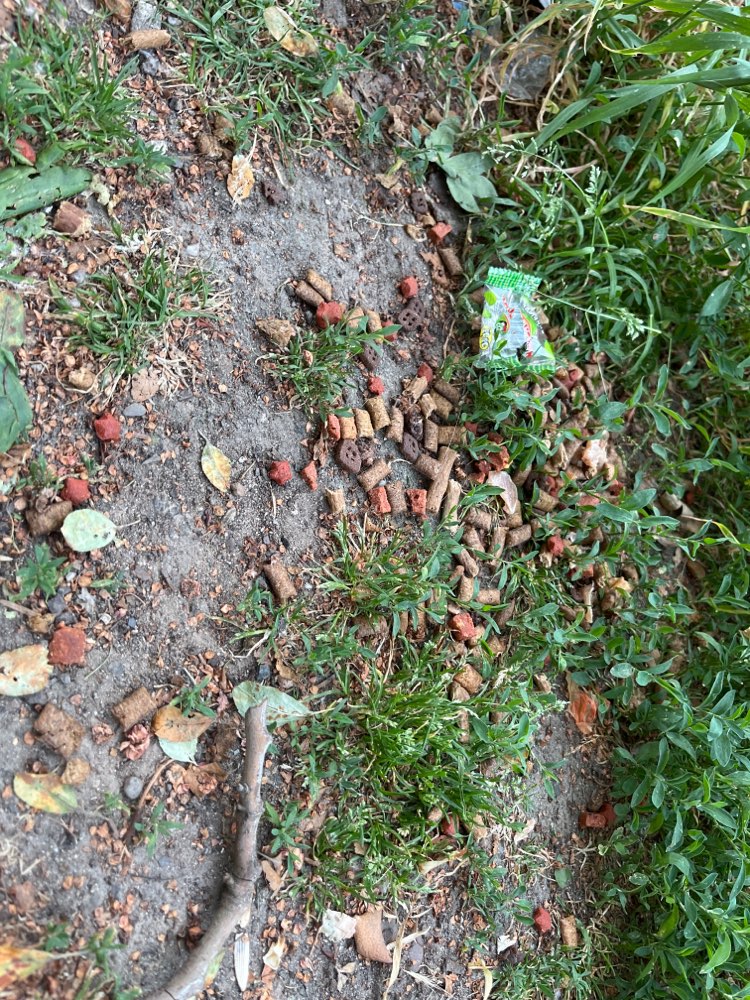 Giftköder-Verstreutes Futter-Profilbild