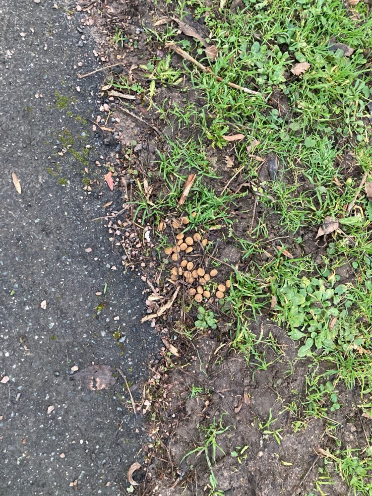 Giftköder-Futter am Wegesrand bei Dürerpark-Profilbild