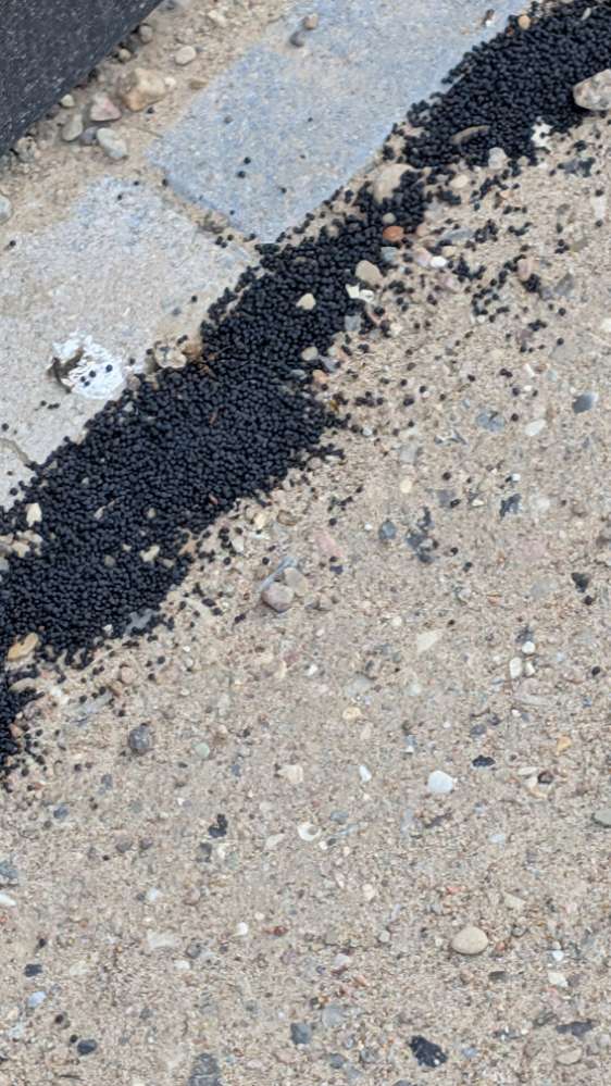 Giftköder-Verdächtige schwarze Kügelchen-Profilbild