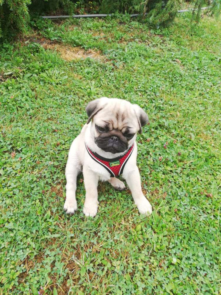 Hundetreffen-FrEuNdE finden-Profilbild