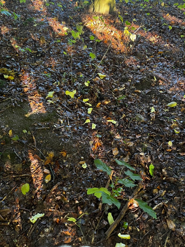 Giftköder-Eventuell Giftköder-Profilbild