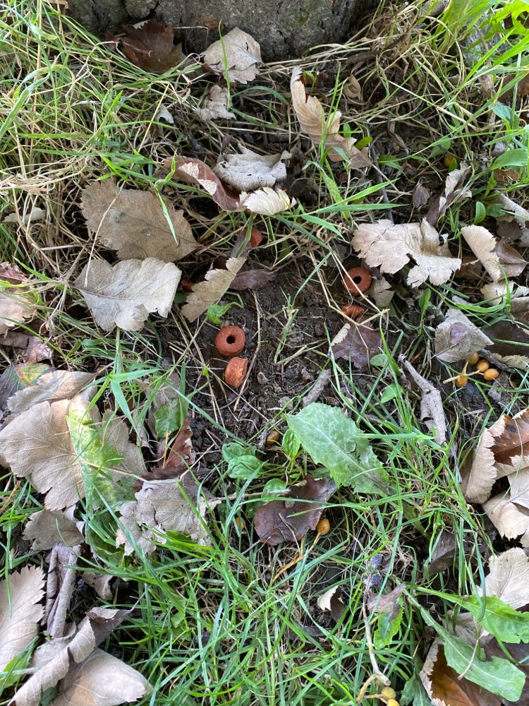 Giftköder-Verdächtiges Hundefutter-Profilbild