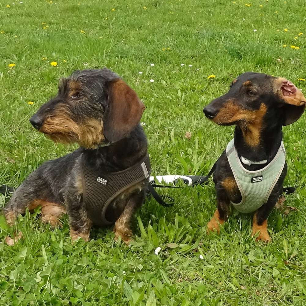 Hundetreffen-Hundetreffen-Profilbild