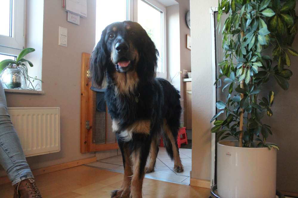 Hundetreffen-Großhunde Treff-Profilbild