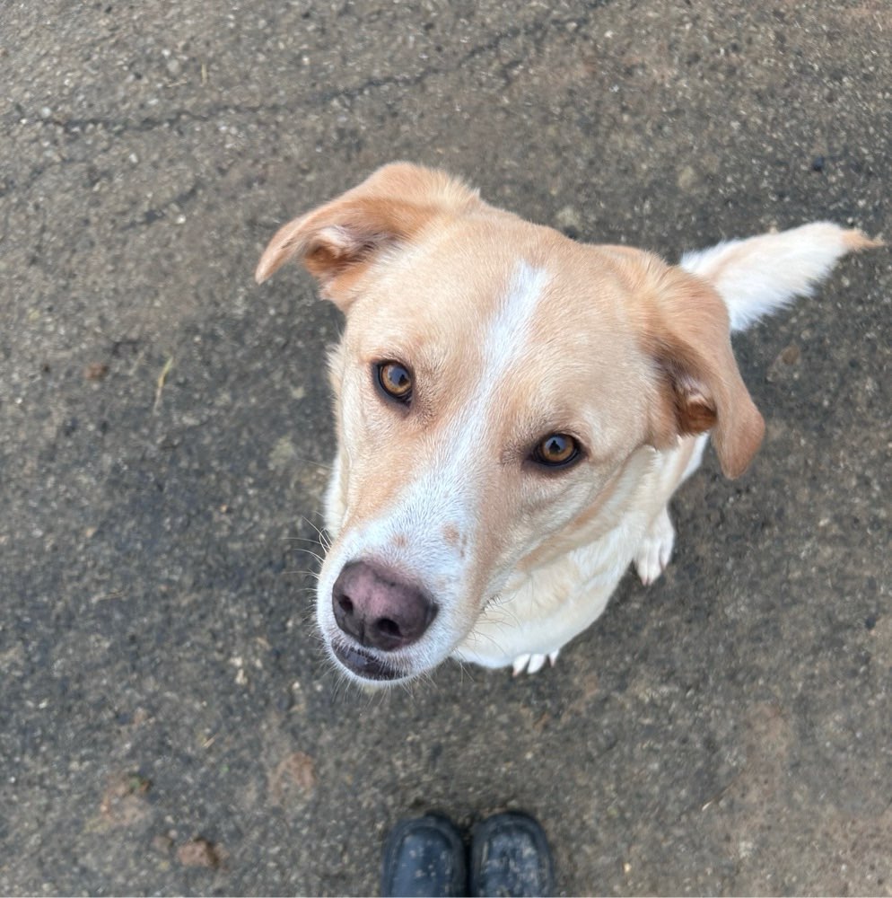 Hundetreffen-Social Walks und gemeinsame Gassi-Runden-Profilbild