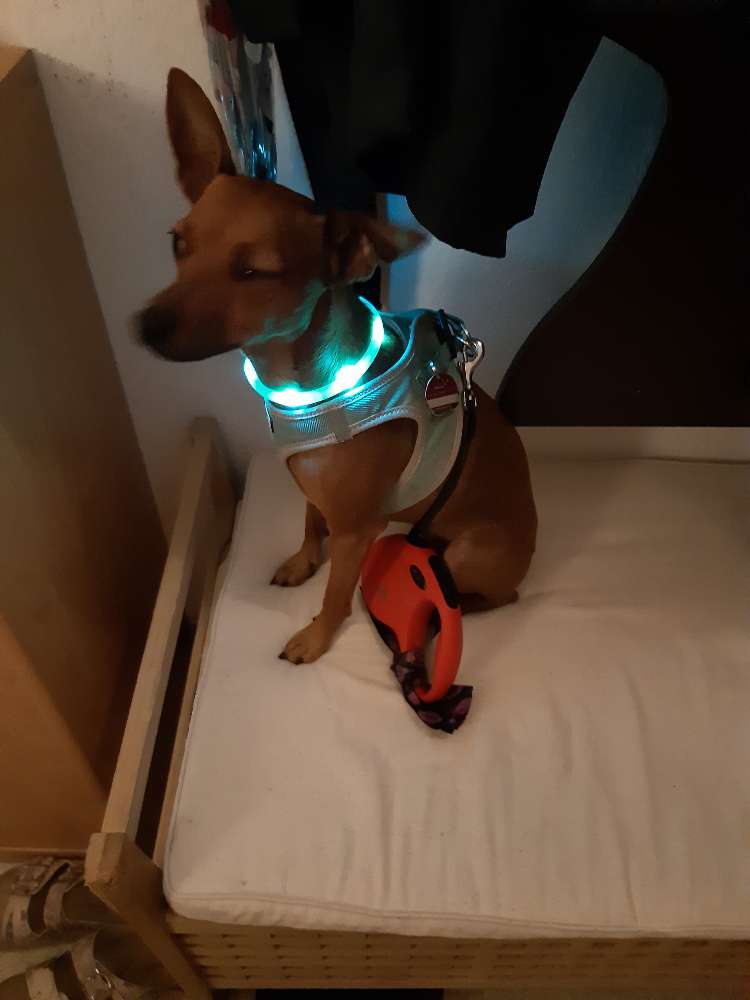 Hundetreffen-Gassirunde im Leutewitzer Park-Profilbild