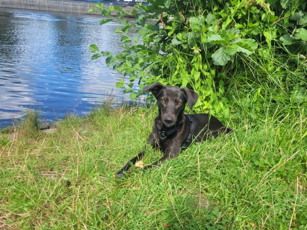 Hundetreffen-Social Walk-Profilbild