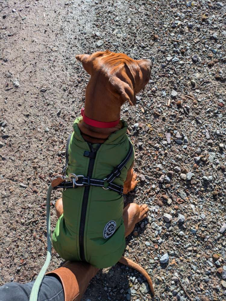 Hundetreffen-Spielgefährte für Ridgeback Hündin-Profilbild