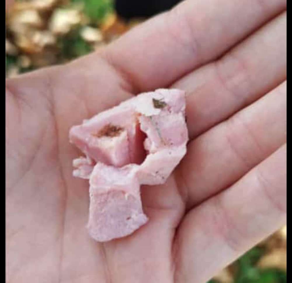 Giftköder-Fleisch Köder im Laub-Profilbild