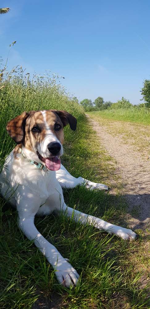 Hundetreffen-Zusammen spazieren und gerne auch spielen-Profilbild