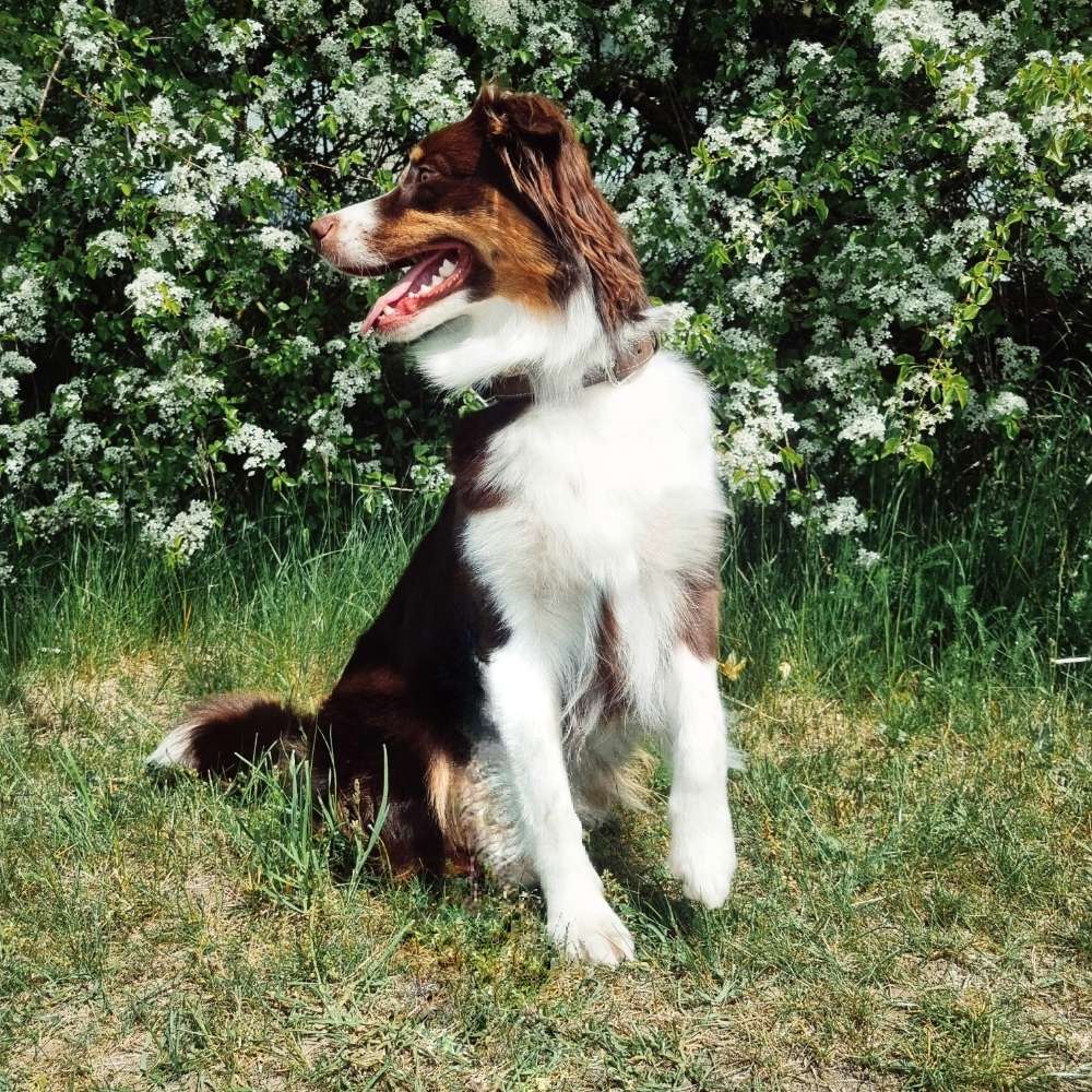 Hundetreffen-Spielrunden und Spaziergänge-Profilbild